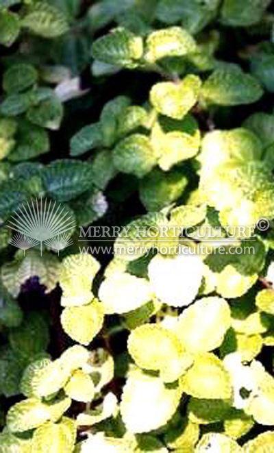 Pilea nummulariifolia 1